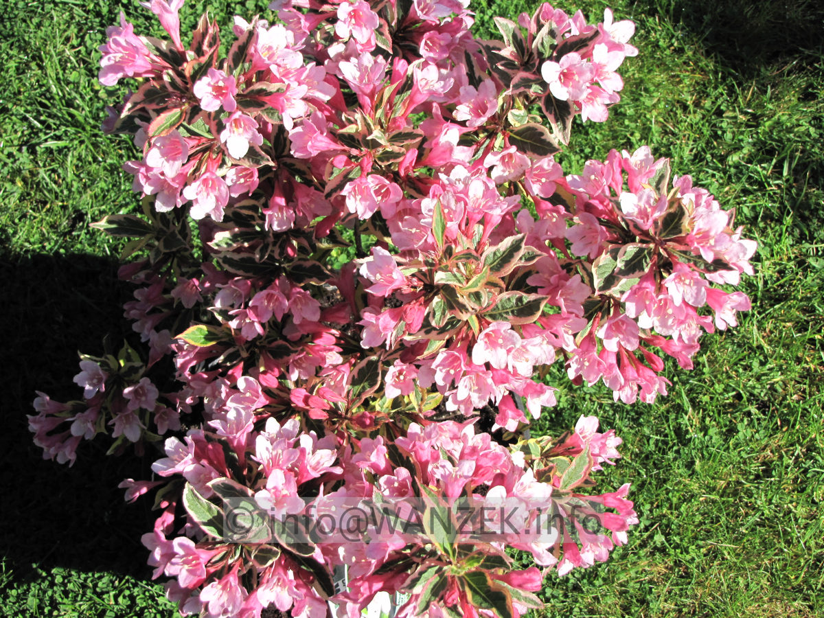 Weigela florida Magical Rainbow 04.JPG